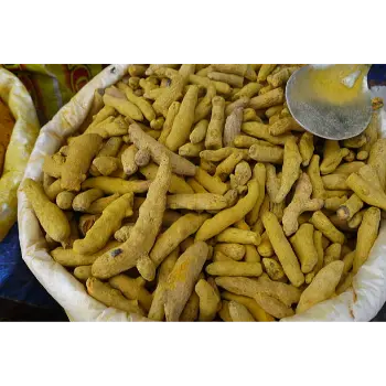 Fresh Turmeric Finger Manufacturer 